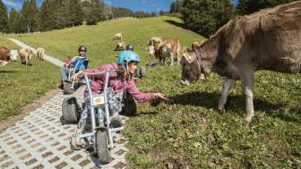 Pause avec les vaches