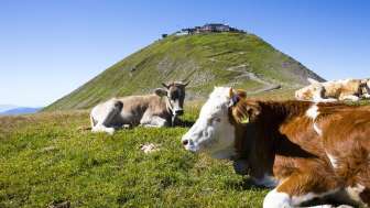 Vaches au Faulhorn